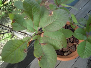 e0271409_21112810.jpg