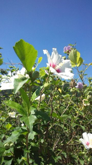 合歓の花とムクゲの花_f0231709_1320221.jpg