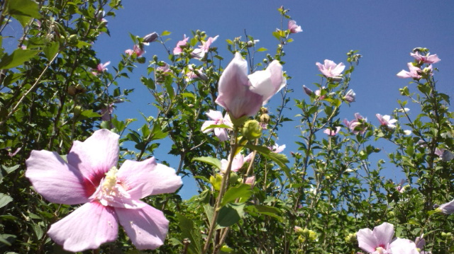 合歓の花とムクゲの花_f0231709_13251145.jpg