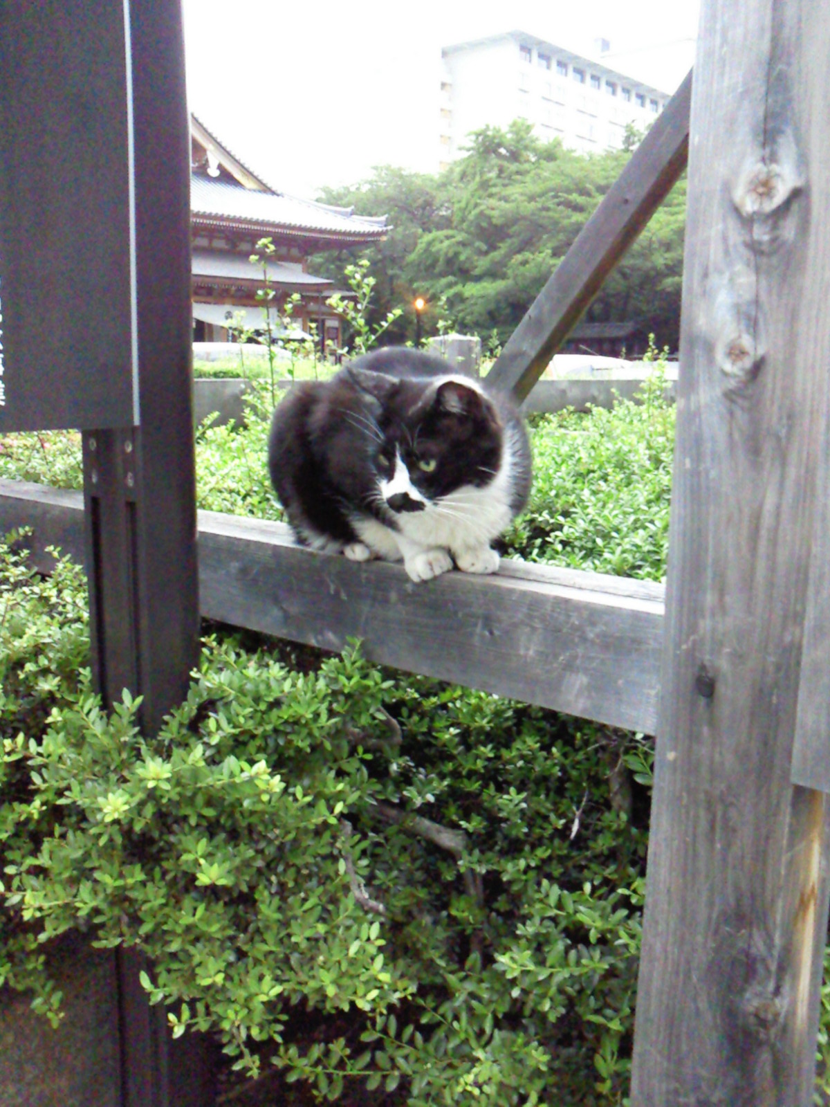増上寺の猫さん達_e0237625_23494660.jpg