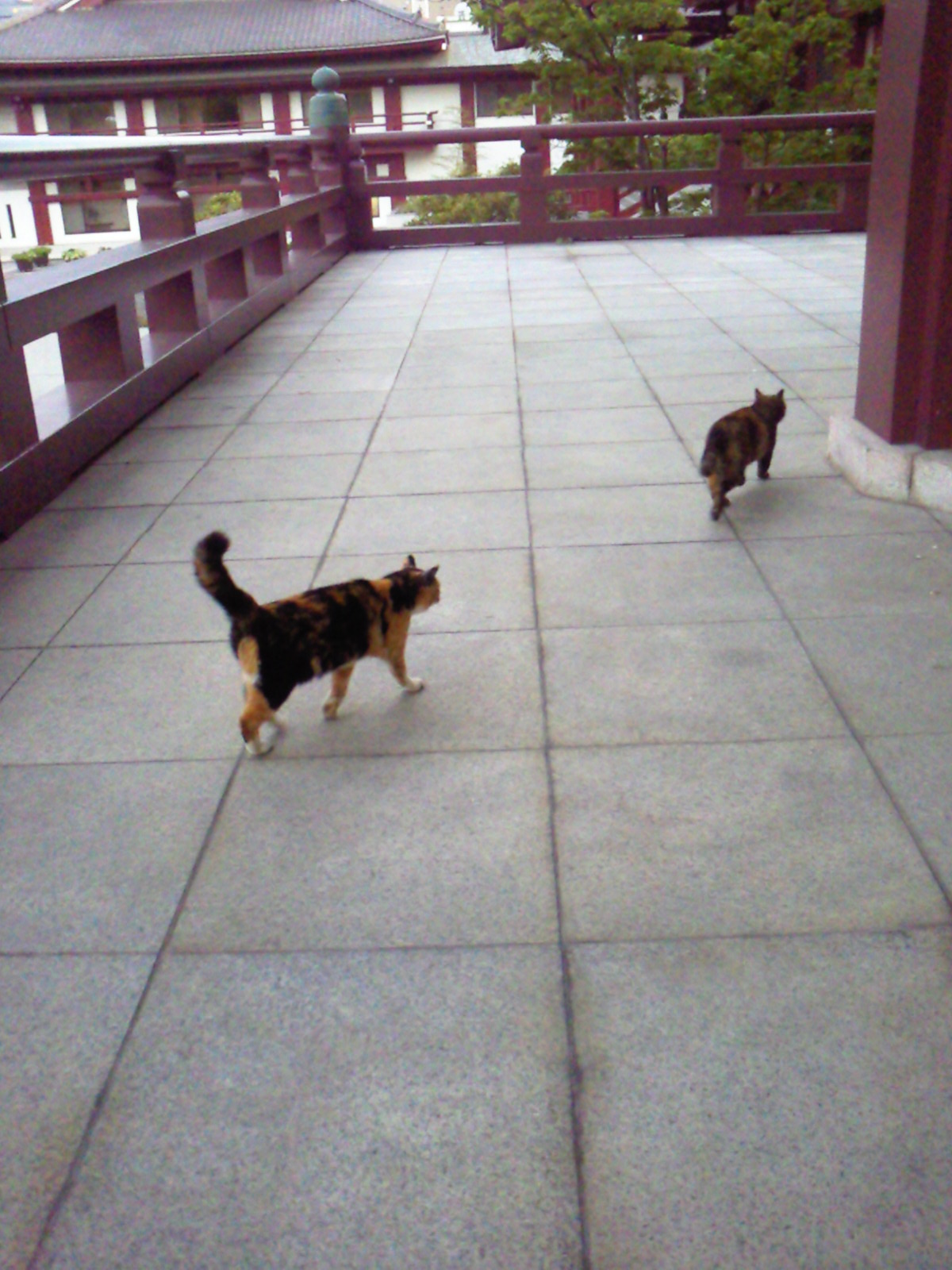 増上寺の猫さん達_e0237625_23504173.jpg