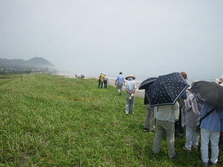 グループでの海辺の植物観察_a0123836_18315241.jpg