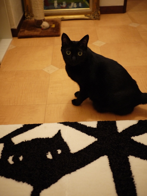 玄関マット黒猫 のぇる編 ゆきねこ猫家族 玄関マット黒猫 のぇる編 ゆきねこ猫家族