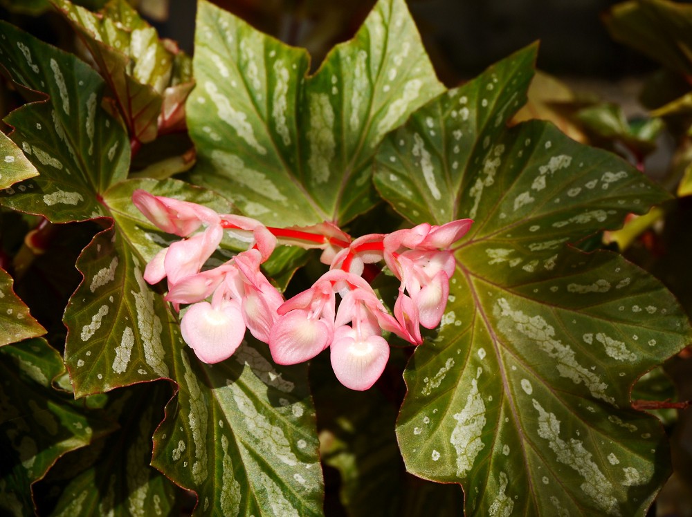 　　和歌山県植物公園緑花センター　_b0093754_22434881.jpg