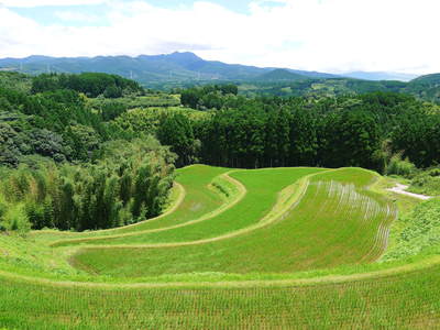 菊池水源棚田米 ここにも水害の爪あとが・・・_a0254656_15491525.jpg