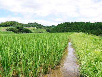 菊池水源棚田米　ここにも水害の爪あとが・・・_a0254656_16204739.jpg