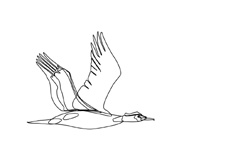 鳥の渡りー素描gif スマイル365日 鳥の渡りー素描gif スマイル365日