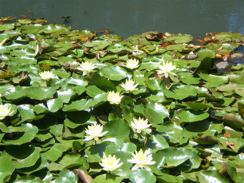 滝野川探検隊 in 根岸森林公園&根岸競馬場跡_b0056570_126094.jpg