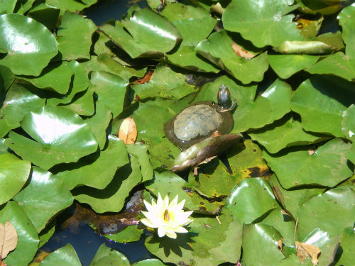 滝野川探検隊 in 根岸森林公園&根岸競馬場跡_b0056570_1262645.jpg