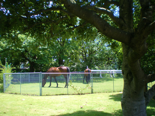 滝野川探検隊 in 根岸森林公園&根岸競馬場跡_b0056570_22112.jpg