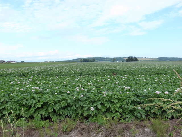 c0127670_36121.jpg