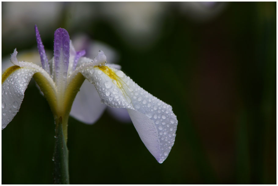 雨に咲く花_e0046471_21165929.jpg