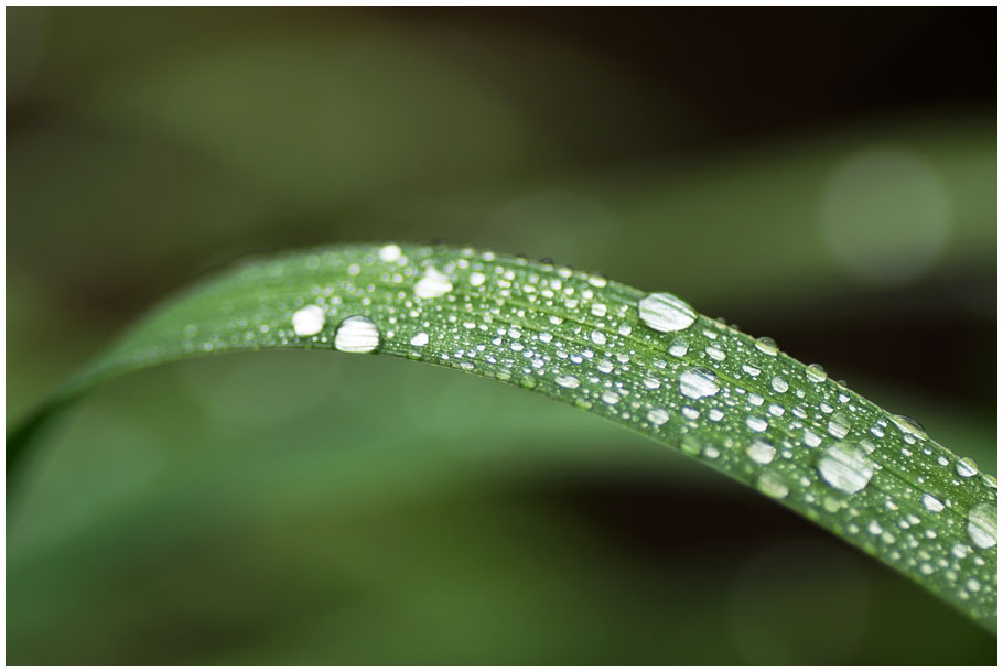 雨に咲く花_e0046471_21171419.jpg