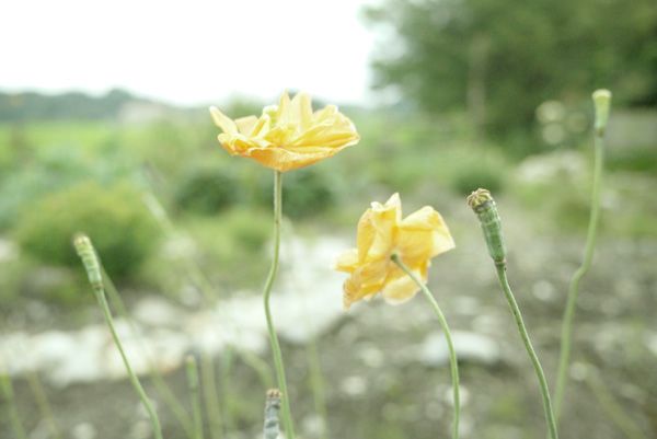 2012.7.18　花期の長い花_e0172372_22143361.jpg