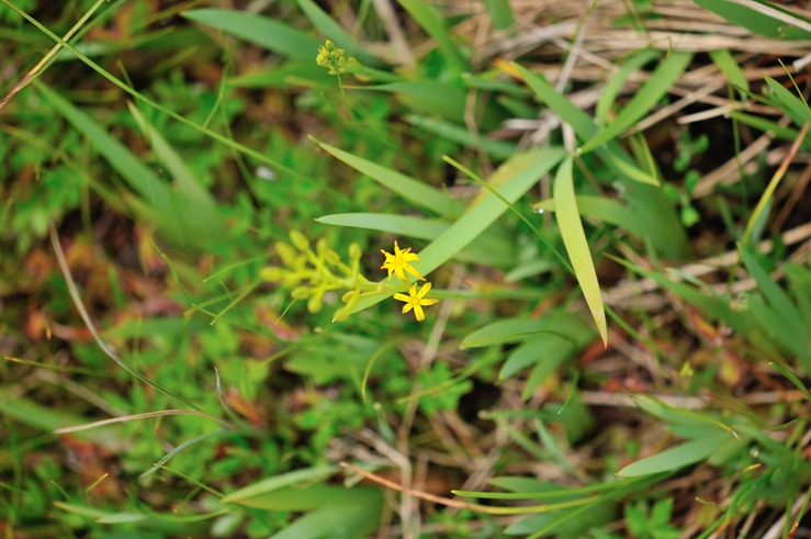 キンコウカ　田代山　2012.07.15_b0217090_22532810.jpg