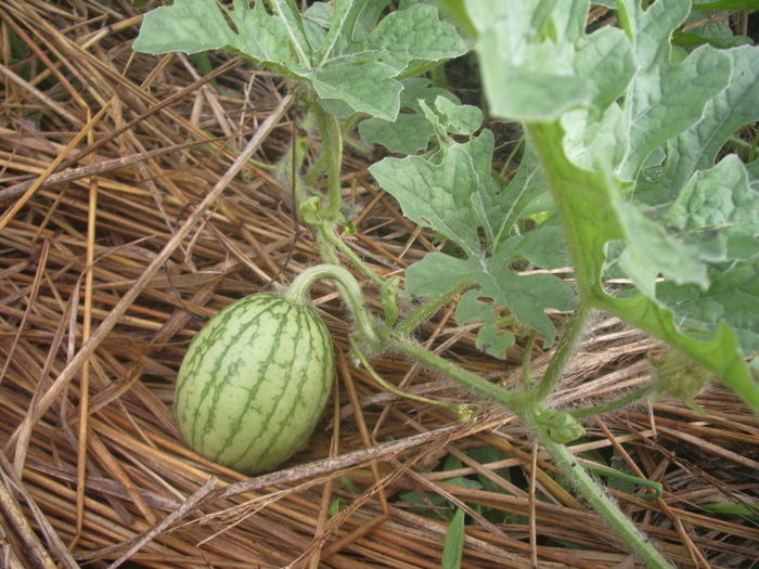 e0185092_9283030.jpg