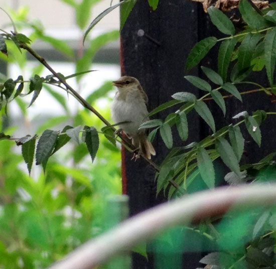 餌台のカワラヒワ。新顔の野鳥は・・・ムシクイの仲間？_a0136293_1410761.jpg