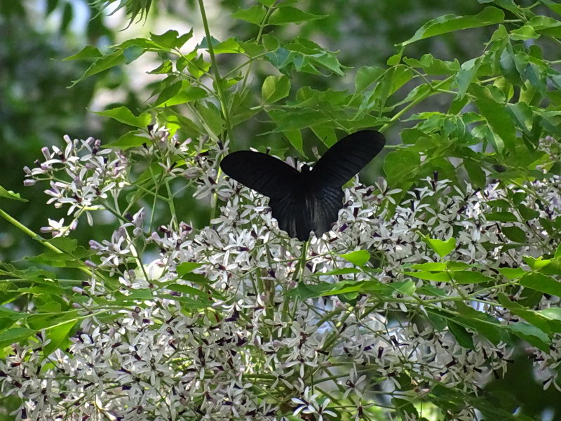 f0204094_2143340.jpg