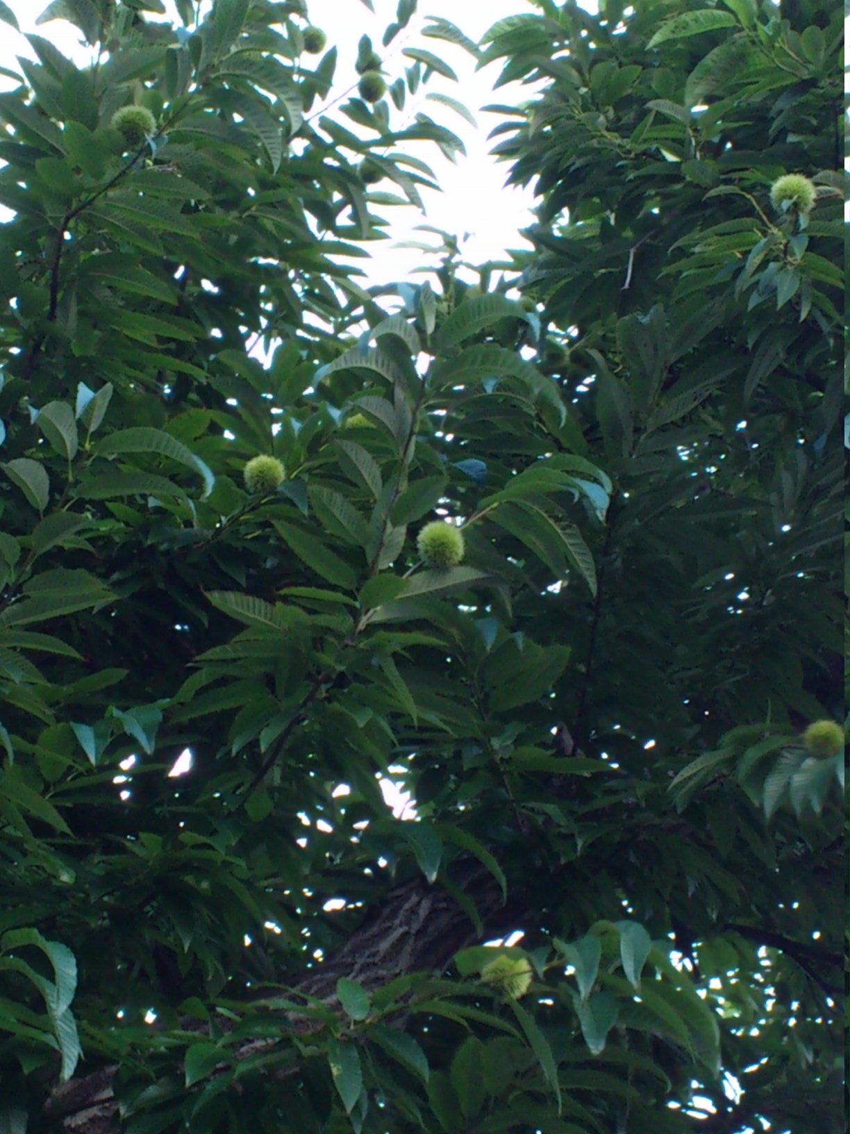 c0164401_23262779.jpg