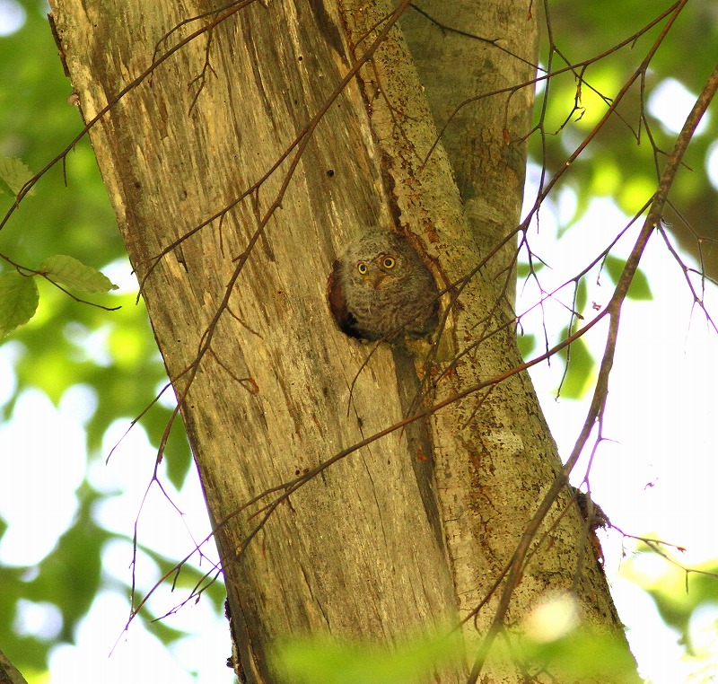 コノハズクの雛が顔を・・・_c0213607_18365265.jpg