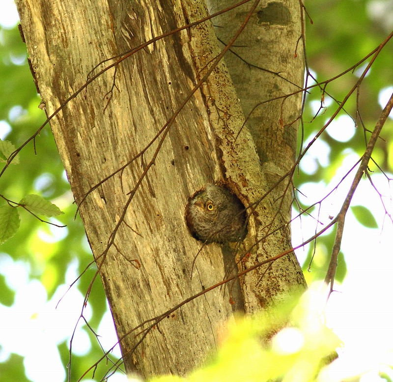 コノハズクの雛が顔を・・・_c0213607_1843177.jpg