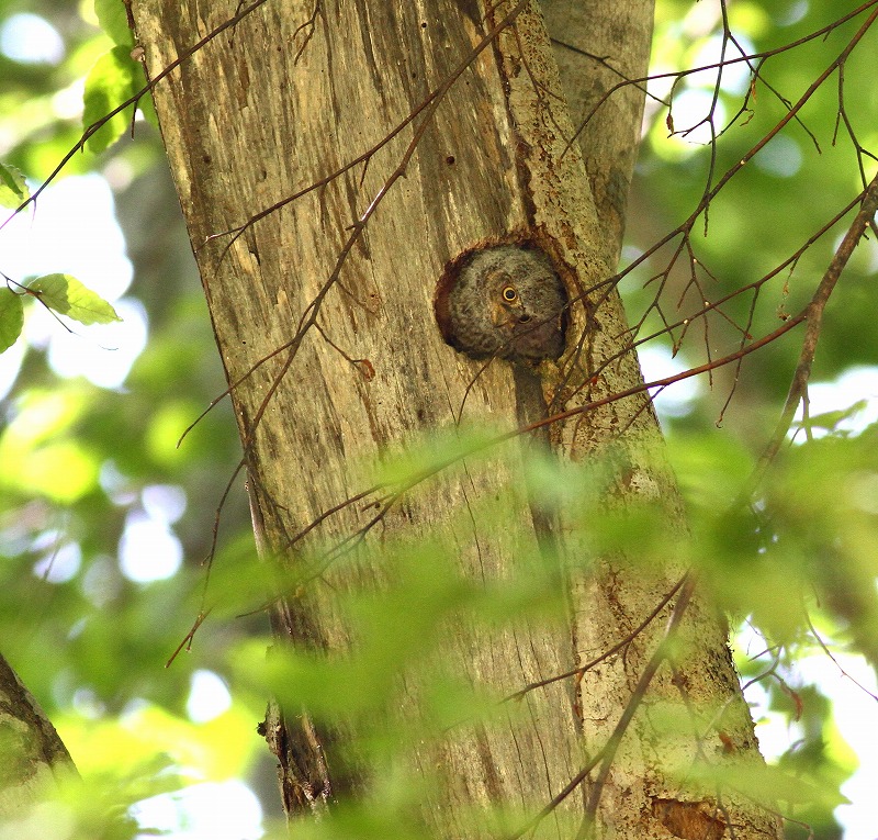 コノハズクの雛が顔を・・・_c0213607_1844882.jpg