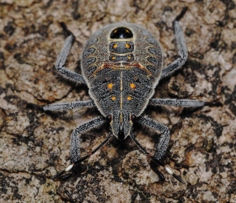 鼠色でダイダイ色の斑点がある昆虫 昆虫ブログ むし探検広場 鼠色でダイダイ色の斑点がある昆虫 昆虫ブログ むし探検広場