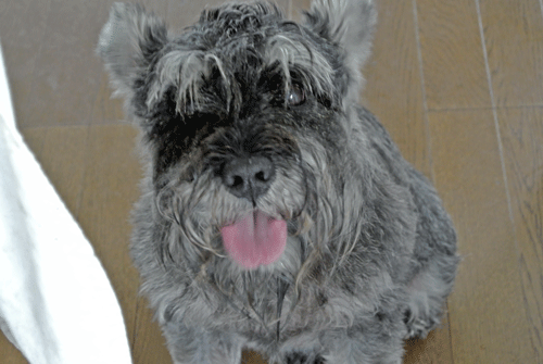 e0020214_20564018.gif