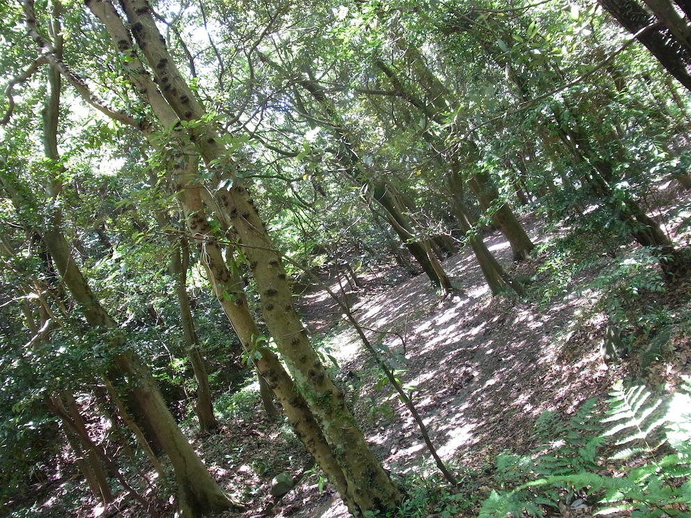 f0148320_08323.jpg