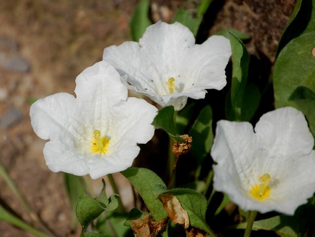 銀盃草 ギンパイソウ 花の仲間調べ