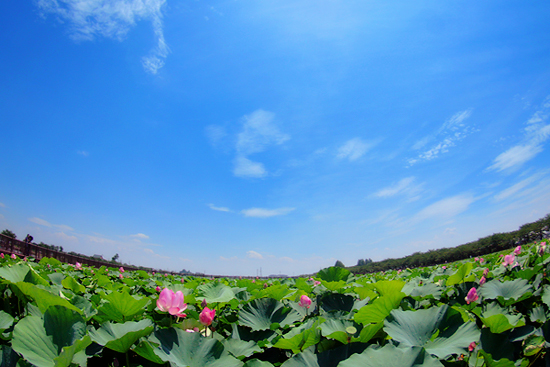 梅雨明けと蓮_f0154235_19443516.jpg