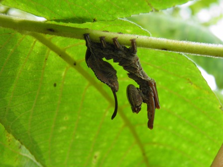 奇妙な生物発見！_a0123836_17292921.jpg