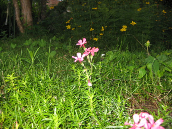 a0158236_89044.jpg