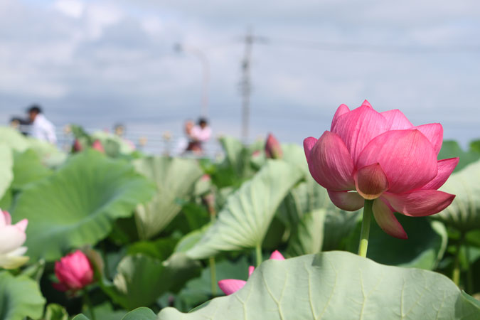 森川ハス田へ～蓮の花をたずねて_f0153140_1515296.jpg