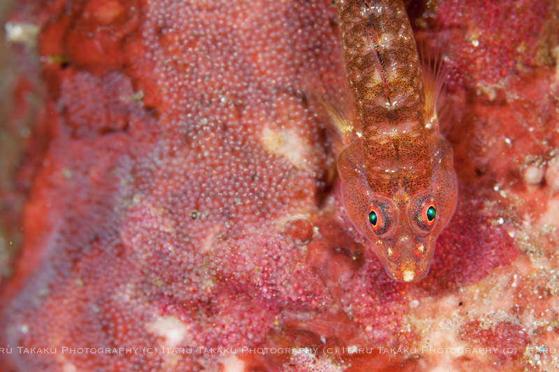 好きな生物は「卵」!?_b0186442_1554513.jpg