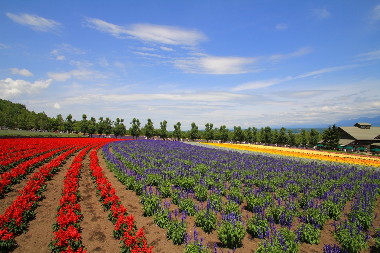 【Lavender】そうだ、富良野へ行こう！_f0077051_1142358.jpg