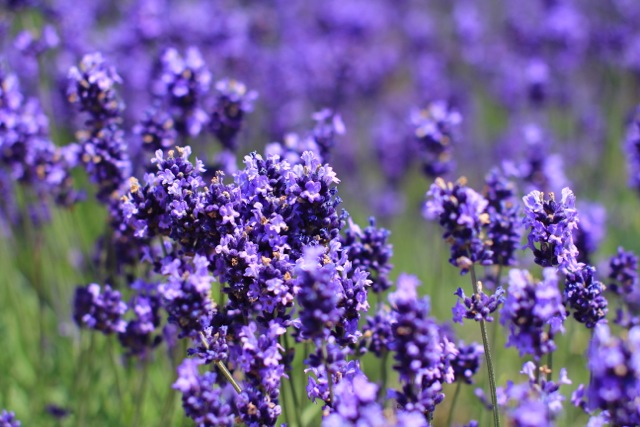 【Lavender】そうだ、富良野へ行こう！_f0077051_155208.jpg