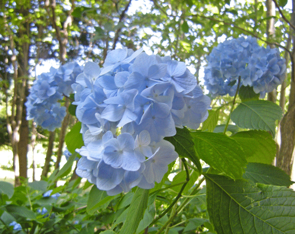 7月19日　赤城自然園 夏の開園_a0001354_219444.gif