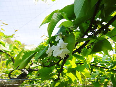 熊本梨 本藤果樹園 予約受付開始します_a0254656_17522836.jpg
