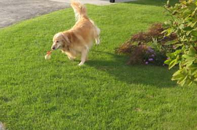 犬のための芝生づくり Sarahsgarden