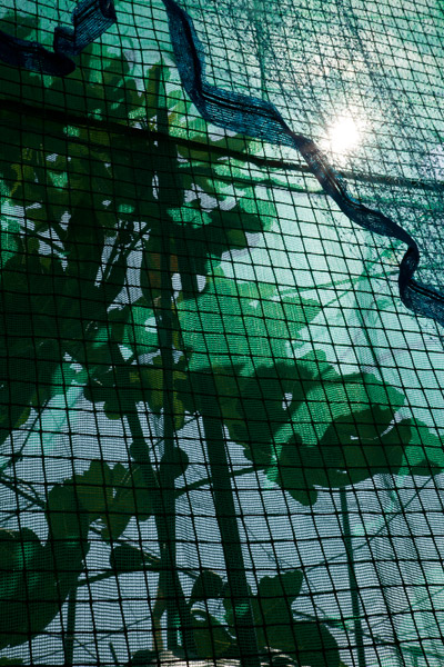 2012/07/19 宮前平辺り_b0171364_11164951.jpg