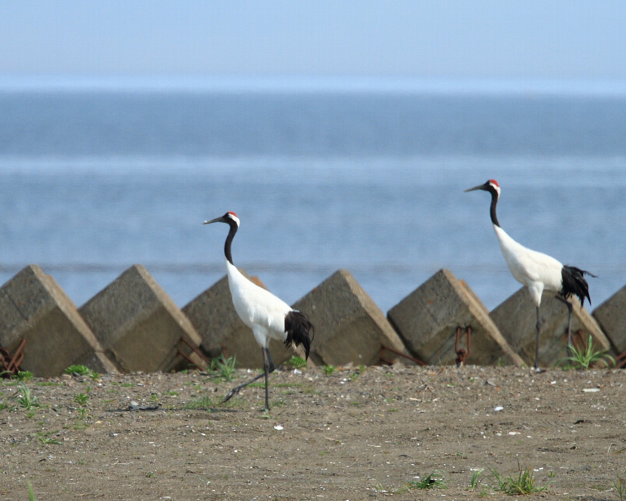 2012年夏、道東の野鳥たち（その12）：　オホーツク海を背景にタンチョウ_f0105570_2271260.jpg