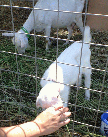 c0139375_13441829.gif