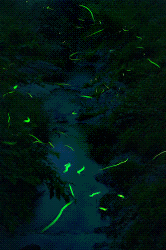 f0193680_21322638.gif