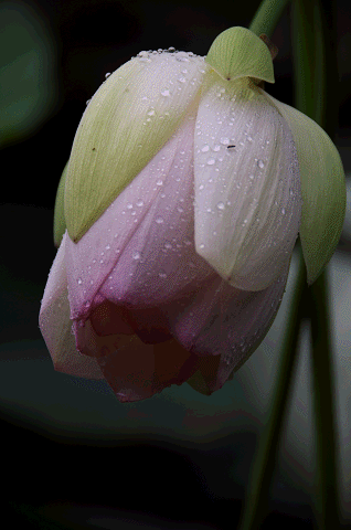 a0275782_1712770.gif