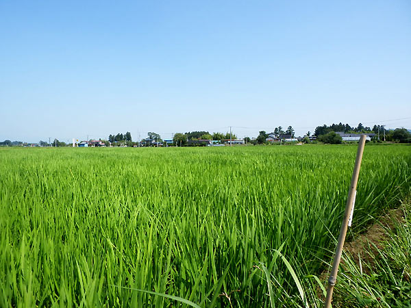 7月19日の田んぼ(上目黒小・枝野小)_d0247484_1413816.jpg