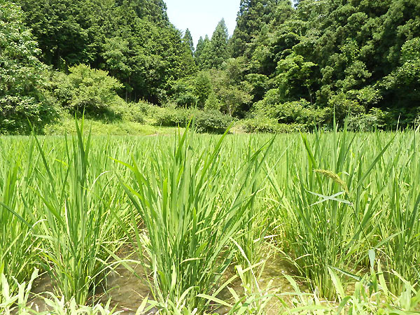 7月19日の田んぼ(月光原小・西根小)_d0247484_14291043.jpg