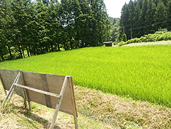 7月19日の田んぼ(月光原小・西根小)_d0247484_1431096.jpg