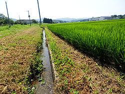 7月19日の田んぼ(上目黒小・枝野小)_d0247484_1432025.jpg