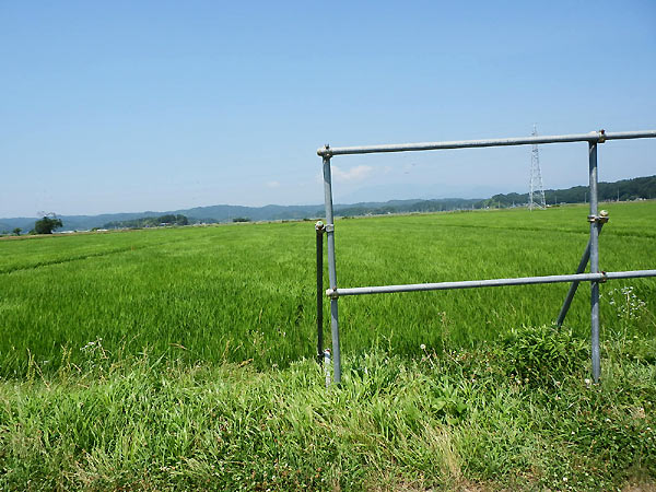7月19日の田んぼ(緑ヶ丘小・北郷小)_d0247484_14535971.jpg